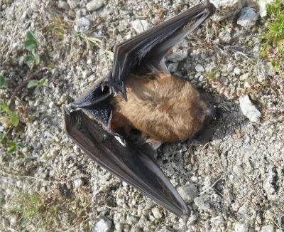 eolien mortalite chauves souris